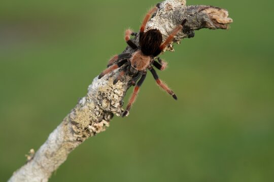 Brachypelma smithi, Mexican redknee tarantula, Skl&iacute;pkan Smithův, have been called Mexican redknee tarantulas.	