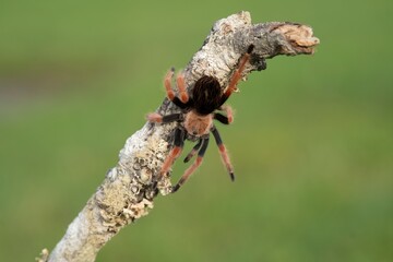 Brachypelma smithi, Mexican redknee tarantula, Sklípkan Smithův, have been called Mexican redknee tarantulas.	