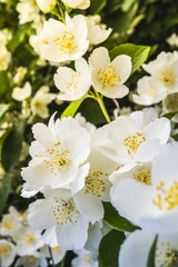 Obraz na płótnie Canvas White jasmine flowers on a blurred background close-up, warm sunlight. Close-up of jasmine flowers in the garden..