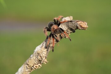 Brachypelma smithi, Mexican redknee tarantula, Sklípkan Smithův, have been called Mexican redknee tarantulas.	