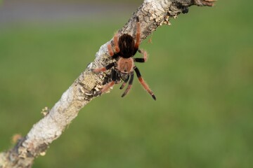 Brachypelma smithi, Mexican redknee tarantula, Sklípkan Smithův, have been called Mexican redknee tarantulas.	