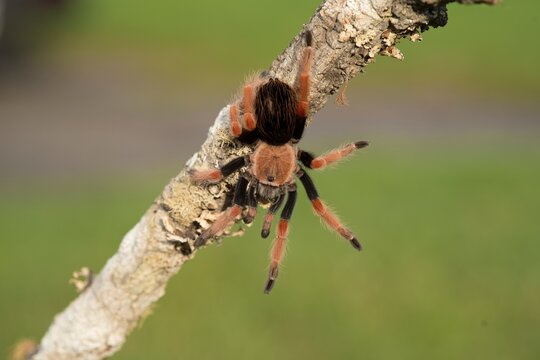 Brachypelma smithi, Mexican redknee tarantula, Skl&iacute;pkan Smithův, have been called Mexican redknee tarantulas.	