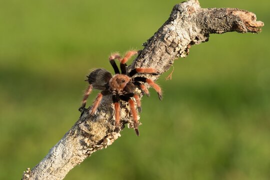 Brachypelma smithi, Mexican redknee tarantula, Skl&iacute;pkan Smithův, have been called Mexican redknee tarantulas.	