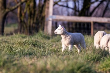 An animal closeup portrait of a single white cute lamb with others of its kind standing in a grass field or meadow during a sunny spring day. The small young mammal is looking around.