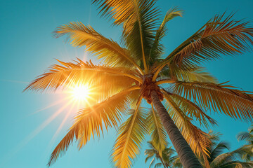 palm tree with sunlight