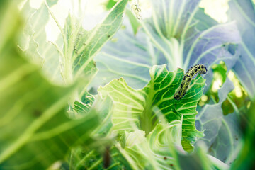 A caterpillar eats a cabbage leaf. Damaged cabbage leaves. Pest in the garden. Spoiled harvest. Shallow depth of field, focus on the caterpilla..