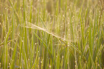 Spiders and cobwebs in the fields.