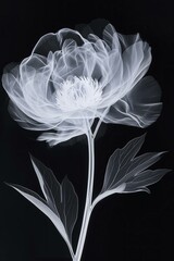 xray of a peony flower with beautiful intricate details