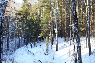 Spruce forest in the snow. Winter landscape with snow-covered tree branches. 
