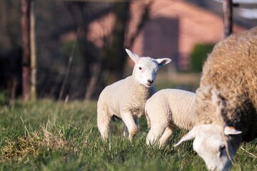 Obraz premium An animal portrait of a couple of white cute lambs running and playing around an brown wooly adult sheep in a grass field or meadow during a sunny spring day. The small young mammals are having fun.