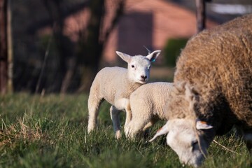 An animal portrait of a couple of cute white lambs running and playing around an brown wooly adult...