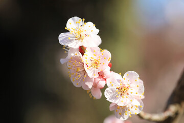 背景が美しい梅の花（イチノタニ）