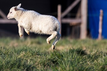 A cute animal portrait of a small white lamb jumping up and down in a grass field or meadow on a sunny spring day. The young mammal is enjoying itself. © Joeri