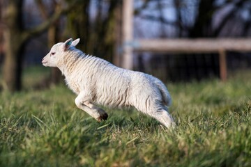 A cute animal portrait of a little white lamb standing on its back legs, because it is just going to start running for fun. The young mammal is in a grass field or meadow on a sunny spring day.