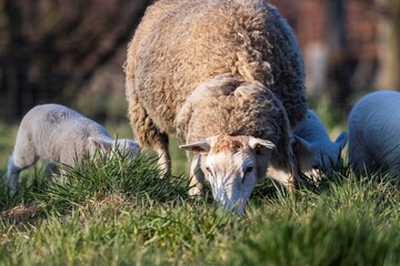 An animal portrait of a wooly adult sheep or mutton standing in between cute little white lambs on a grass field or meadow during a sunny spring day. The mammal is grazing.