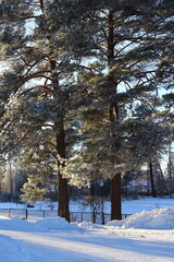 Spruce forest in the snow. Winter landscape with snow-covered tree branches. 
