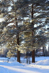 Spruce forest in the snow. Winter landscape with snow-covered tree branches. 