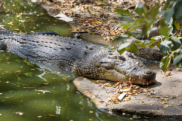 A Siamese crocodile lay down relax in a pool with lower part of body is in green water