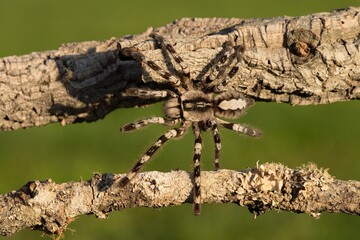 Poecilotheria ornata, known as the fringed ornamental or ornate tiger spider, Sklípkan ozdobný	