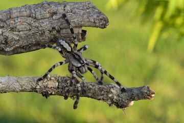 Poecilotheria ornata, known as the fringed ornamental or ornate tiger spider, Sklípkan ozdobný	