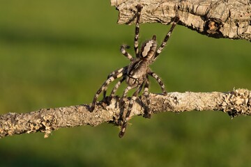 Poecilotheria ornata, known as the fringed ornamental or ornate tiger spider, Sklípkan ozdobný	