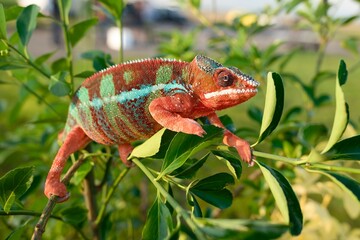 Furcifer pardalis, Panther chameleon, Chameleon pardálí, The panther chameleon (Furcifer pardalis) is a species of chameleon found in the eastern and northern parts of Madagascar in a tropical