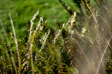 grass in the wind