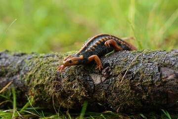 Tylototriton shanjing, the emperor newt, Mandarin newt or Mandarin salamander, is a highly toxic...