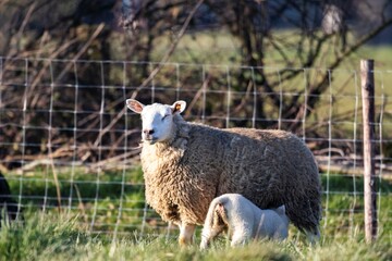 A cute animal portrait of a small white lamb drinking milk at the adult mother sheep while standing in a grass field or meadow during a sunny spring day. The mammals are standing in front of a fence.