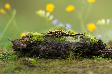 Barred fire salamander. Fire salamanders live in central Europe forests and are more common in hilly areas.