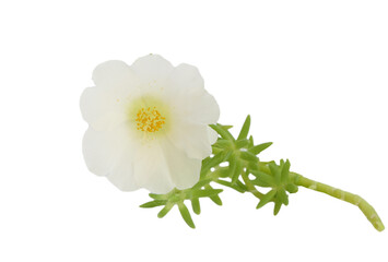 Fototapeta na wymiar single white flower with yellow stamens, accompanied by green branches and leaves.
