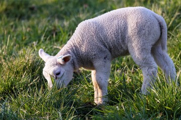 A cute animal portrait of a small white lamb standing in a grass field or meadow eating from the grass during a sunny spring day. The young mammal is grazing for food.