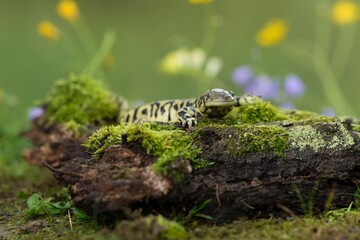 Ambystoma tigrinum, Tiger salamander, Axolotl tygrovaný, one of the largest terrestrial salamanders in North America.