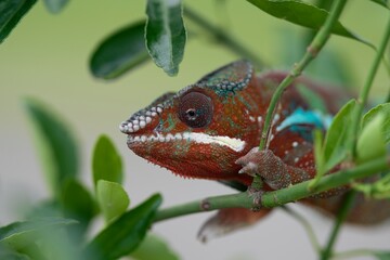 Furcifer pardalis, Panther chameleon, Chameleon pardálí, The panther chameleon (Furcifer pardalis) is a species of chameleon found in the eastern and northern parts of Madagascar in a tropical