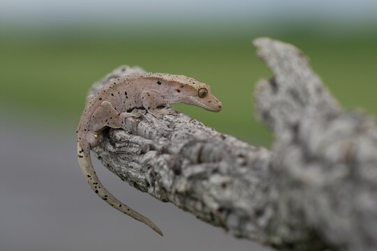 Rhacodactylus ciliatus, Crested gecko, Pagekon řasnatý, is a species of gecko native to southern New Caledonia. Close up.