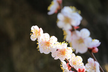 淡いピンク色の梅の花（イチノタニ）