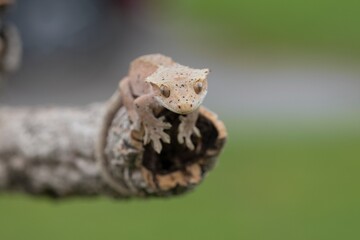 Obraz premium Rhacodactylus ciliatus, Crested gecko, Pagekon řasnatý, is a species of gecko native to southern New Caledonia. Close up.
