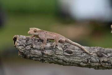 Rhacodactylus ciliatus, Crested gecko, Pagekon řasnatý, is a species of gecko native to southern New Caledonia. Close up.