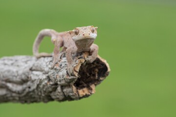 Rhacodactylus ciliatus, Crested gecko, Pagekon řasnatý, is a species of gecko native to southern New Caledonia. Close up.