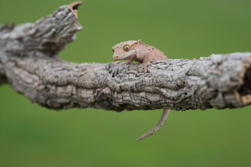 Rhacodactylus ciliatus, Crested gecko, Pagekon řasnatý, is a species of gecko native to southern New Caledonia. Close up.