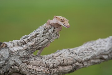 Rhacodactylus ciliatus, Crested gecko, Pagekon řasnatý, is a species of gecko native to southern New Caledonia. Close up.