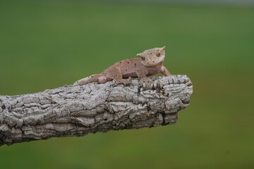 Rhacodactylus ciliatus, Crested gecko, Pagekon řasnatý, is a species of gecko native to southern New Caledonia. Close up.