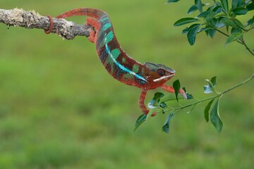 Furcifer pardalis, Panther chameleon, Chameleon pardálí, The panther chameleon (Furcifer pardalis) is a species of chameleon found in the eastern and northern parts of Madagascar in a tropical © Miroslav Srb