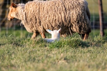 A closeup portrait of the back of the head of a small little young white lamb lying in the grass of a field looking at the mother sheep or also called an ewe during springtime.