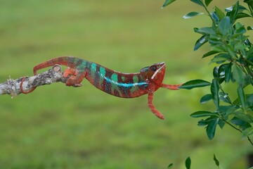 Furcifer pardalis, Panther chameleon, Chameleon pardálí, The panther chameleon (Furcifer pardalis) is a species of chameleon found in the eastern and northern parts of Madagascar in a tropical
