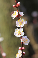 淡いピンク色の梅の花（イチノタニ）