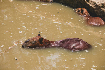 The capybara (Hydrochoerus hydrochaeris) swimming in the mud water with aquatic plants