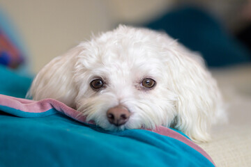 Close up of the face of a cute Havanese dog lying on the couch
