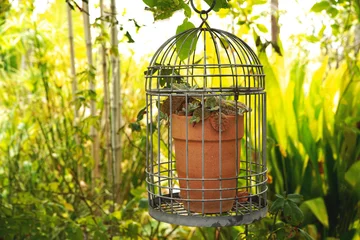 Fotobehang Ideas for decorating a potted plant in an old birdcage that are chic and cute. © Joe Vivit