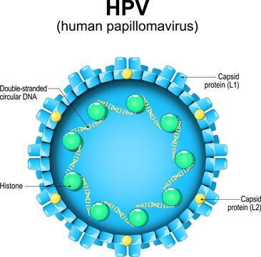 Human papillomavirus. HPV structure.